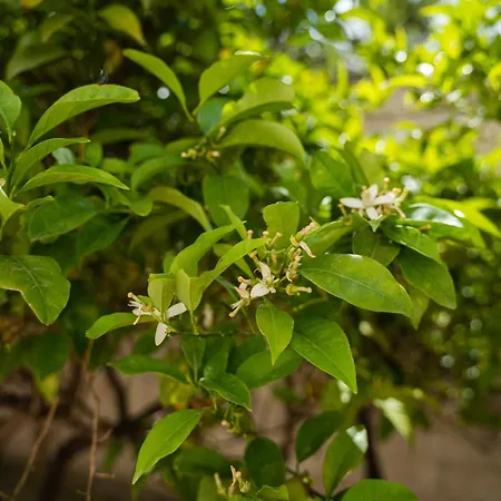 Casa Palmavera * Alghero